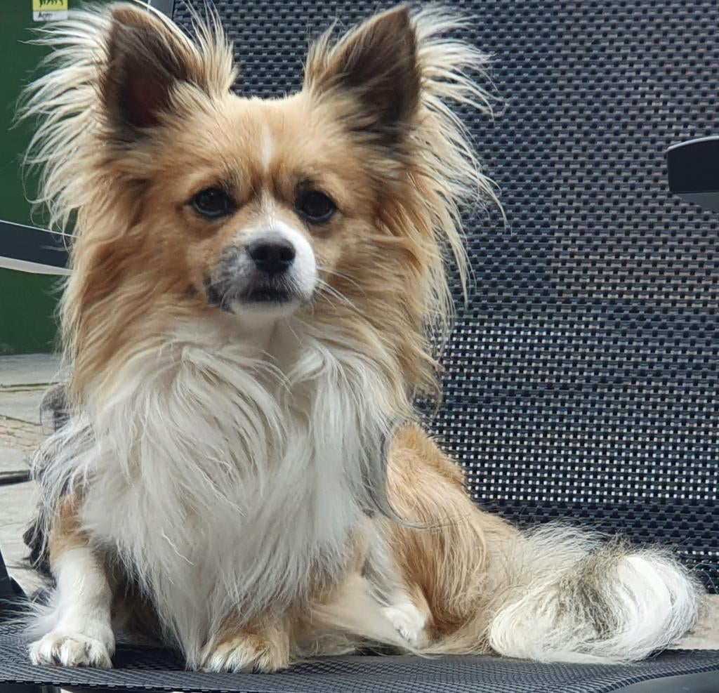 Prachtige raszuivere chihuahua dekreu, Dieren en Toebehoren, Reu, Eén hond, 3 tot 5 jaar, Nederland