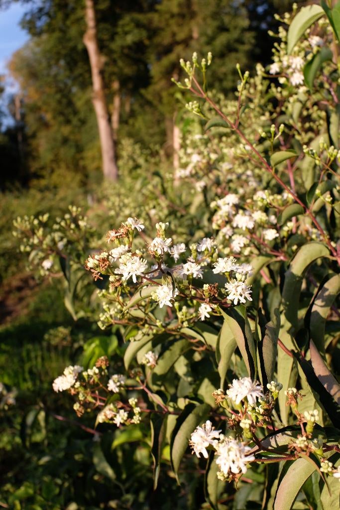 Heptacodium miconioides/ Zevenzonenboom meerstammig, Overige soorten, 100 tot 250 cm, Zomer, Ophalen
