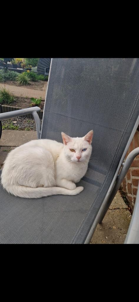 Lieve aanhankelijke poes, Poes, Kortharig, 6 jaar of ouder