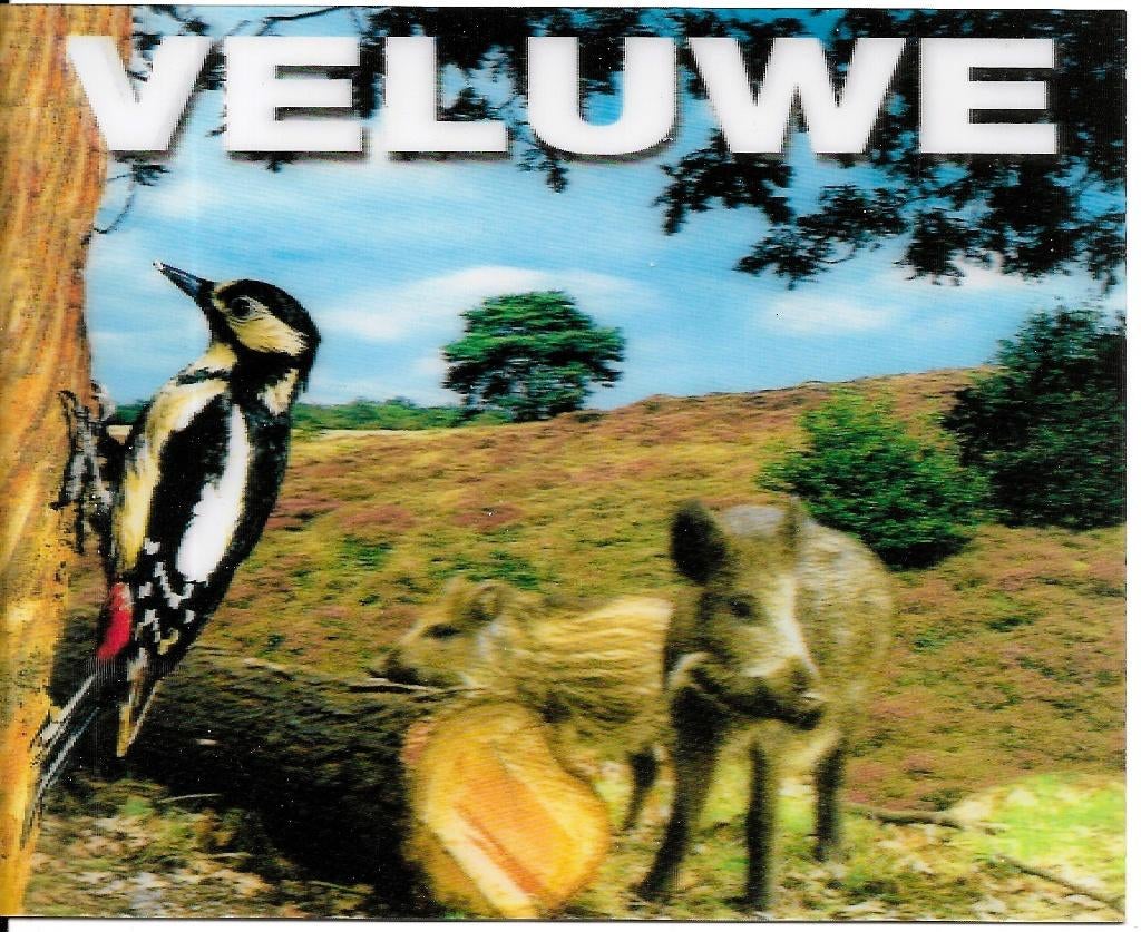 Ansichtkaart	Veluwe	3D	Specht	Zwijnen, Verzenden, 1980 tot heden, Gelopen, Gelderland