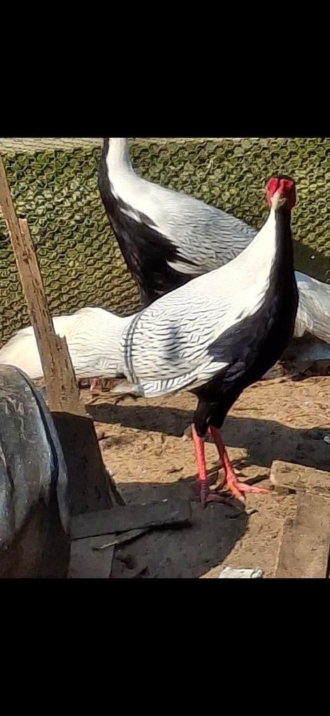 Fazanten, Dieren en Toebehoren, Pluimvee, Meerdere dieren, Overige soorten