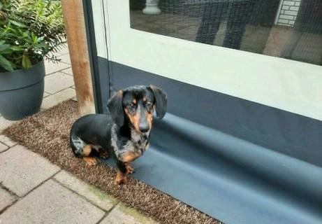 Dekreu teckel, Reu, 1 tot 2 jaar, Parvo, Eén hond
