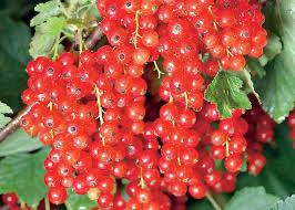 FRUITSTRUIKEN VOOR DE KLEINERE TUIN, Ophalen, Nieuw