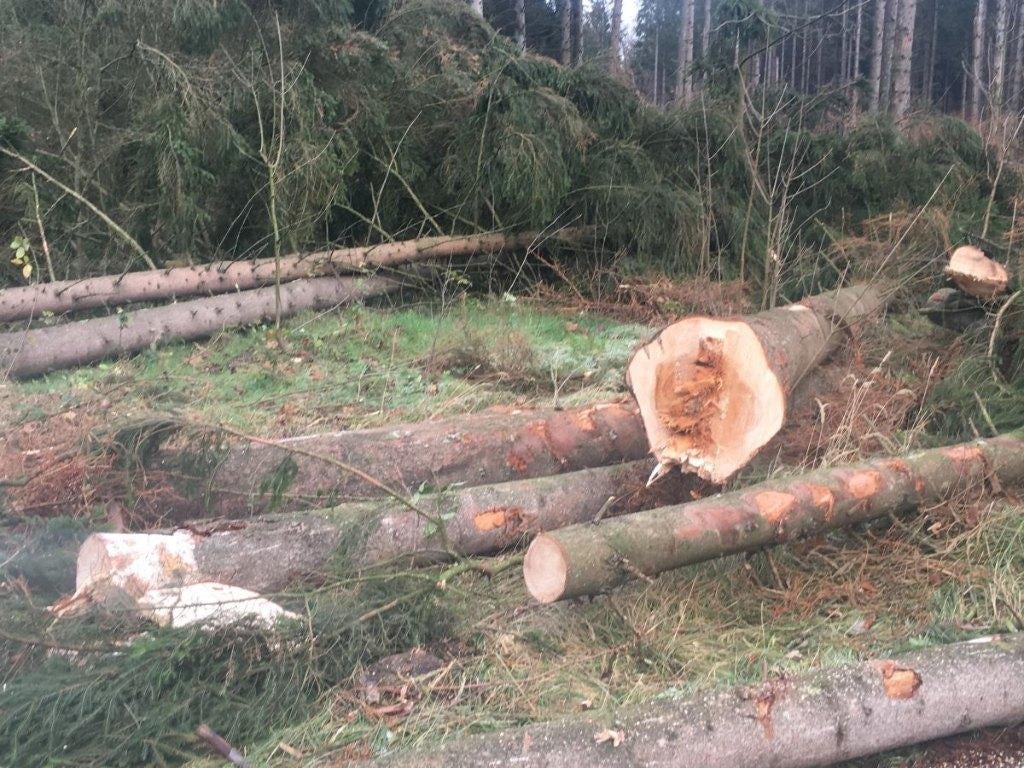 Gevraagd gratis haardhout, brandhout, bomen, Tuin en Terras, Haardhout, Minder dan 3 m³, Ophalen