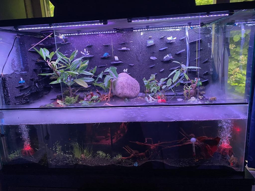 Glazen paludarium 60x20x60, Ophalen of Verzenden, Nieuw, Terrarium of Paludarium