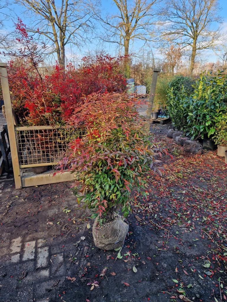 Nandina Domestica - Hemelse bamboe, Tuin en Terras, Planten | Tuinplanten, Vaste plant, Overige soorten, Halfschaduw, Zomer, Ophalen