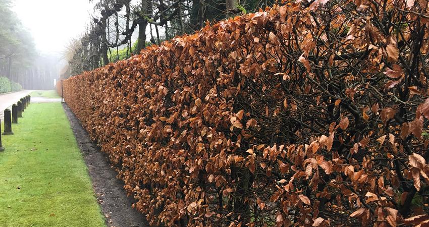 TE KOOP: Beukenhaag planten, Tuin en Terras, Planten | Bomen, Ophalen of Verzenden, Bloeit niet, Halfschaduw, Overige soorten