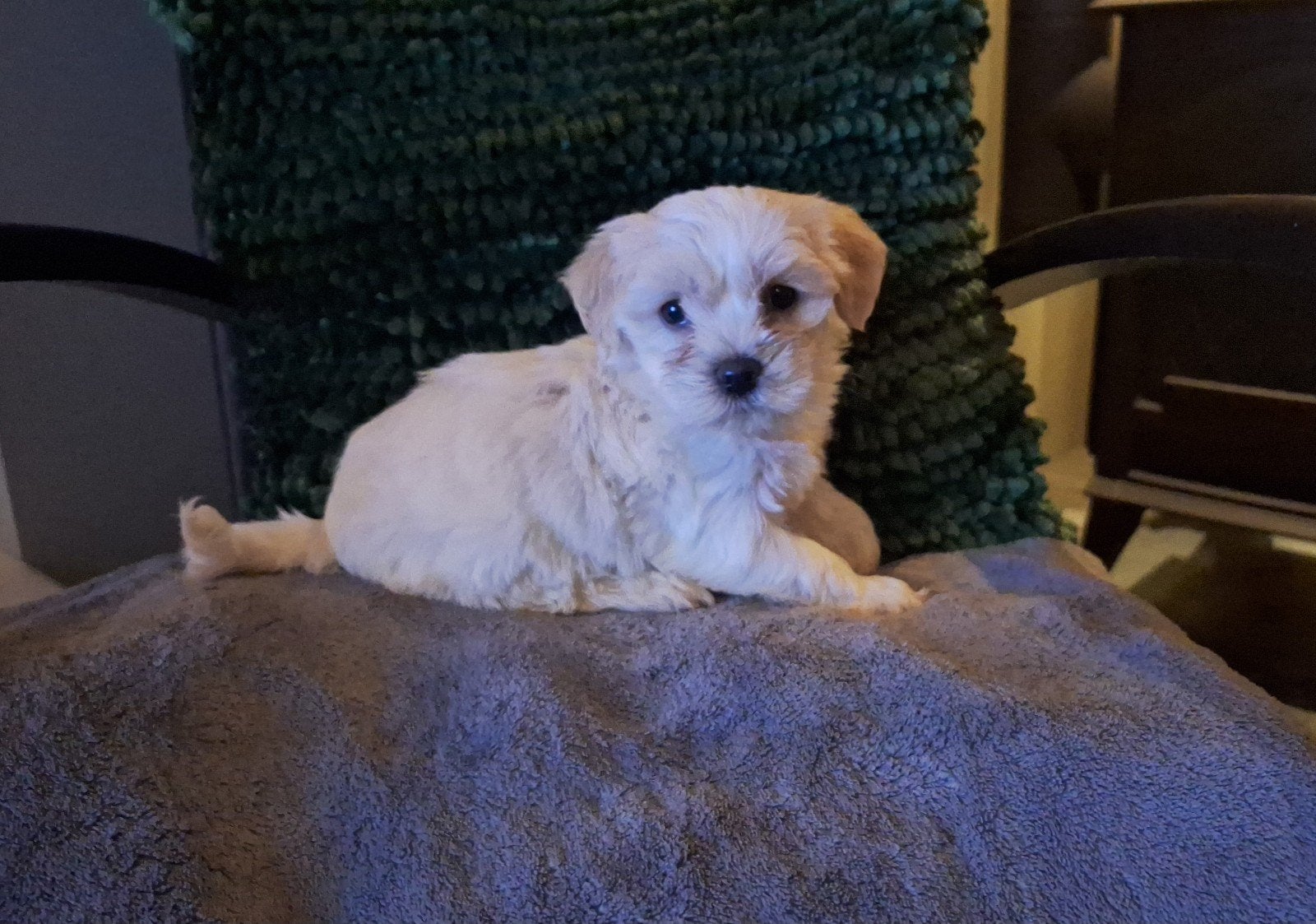 Maltipoo pups. Kruising maltezer/maltipoo, Overige rassen, CDV (hondenziekte), 8 tot 15 weken, Meerdere