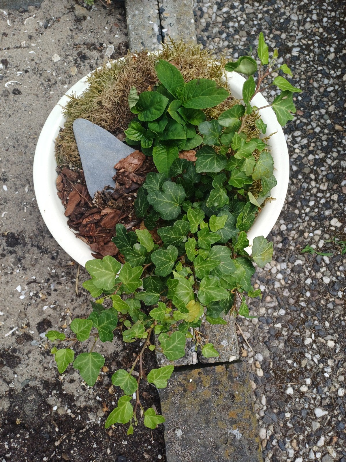 Klimop en Hortensia in pot, Ophalen, Vaste plant, Halfschaduw, Klimplanten