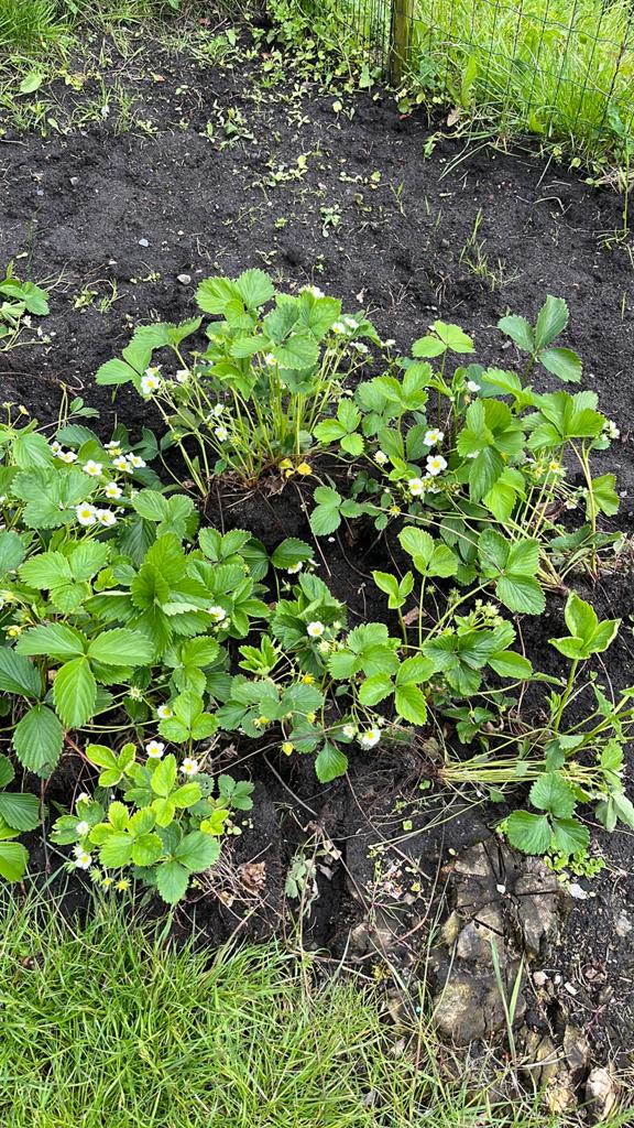 Aardbeiplanten, Tuin en Terras, Planten | Tuinplanten, Ophalen, Overige soorten, Volle zon