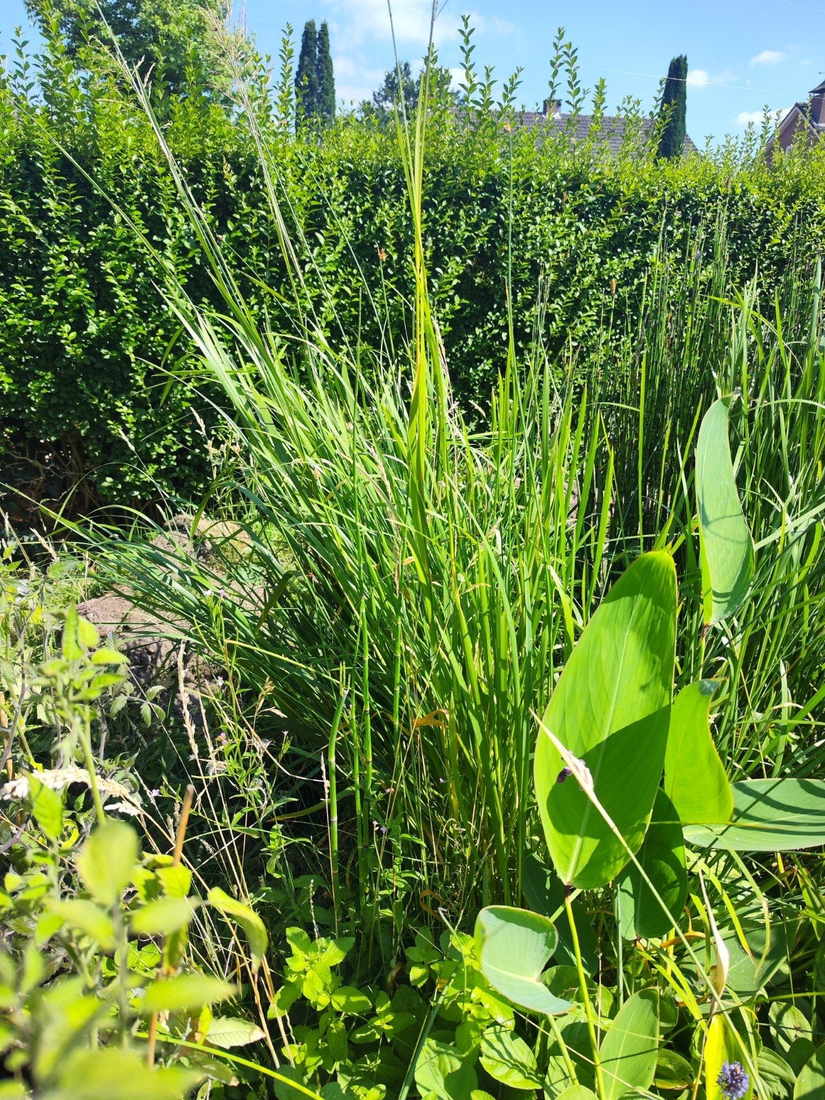 Liesgras, Glyceria maxima. Mooie groene plant bij de vijver., Tuin en Terras, Ophalen, Zo goed als nieuw
