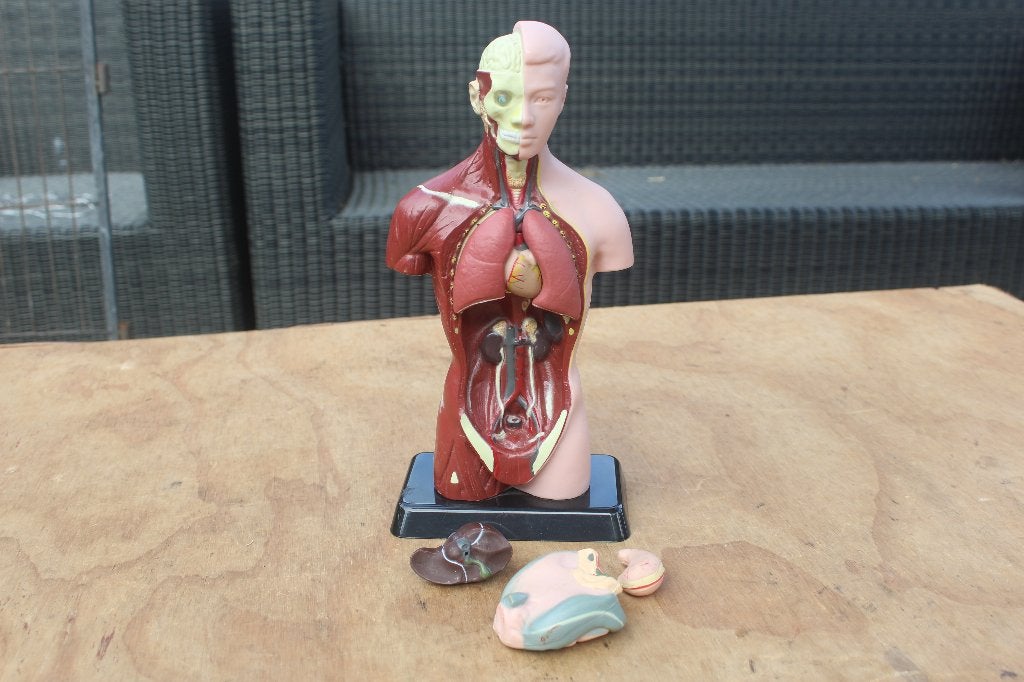 < Vintage Anatomisch Model Menselijk Lichaam Buste >, Ophalen of Verzenden