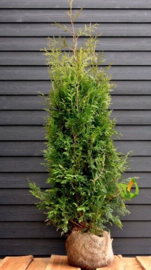 Coniferen 1 stuk brabant conifeer boom struik, Ophalen, Conifeer, Haag, 100 tot 250 cm