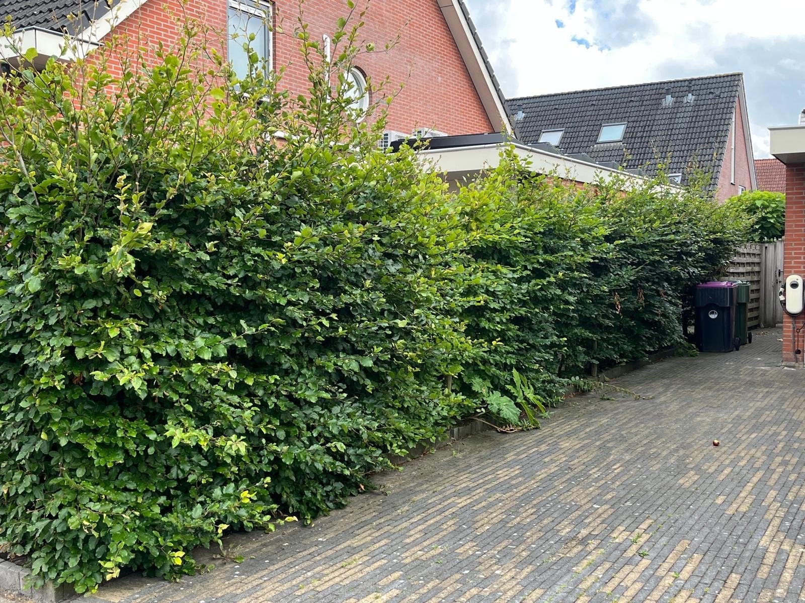 Beukenhaag - Groene haag voor privacy en sfeer, Ophalen, Beukenhaag, Haag, 100 tot 250 cm