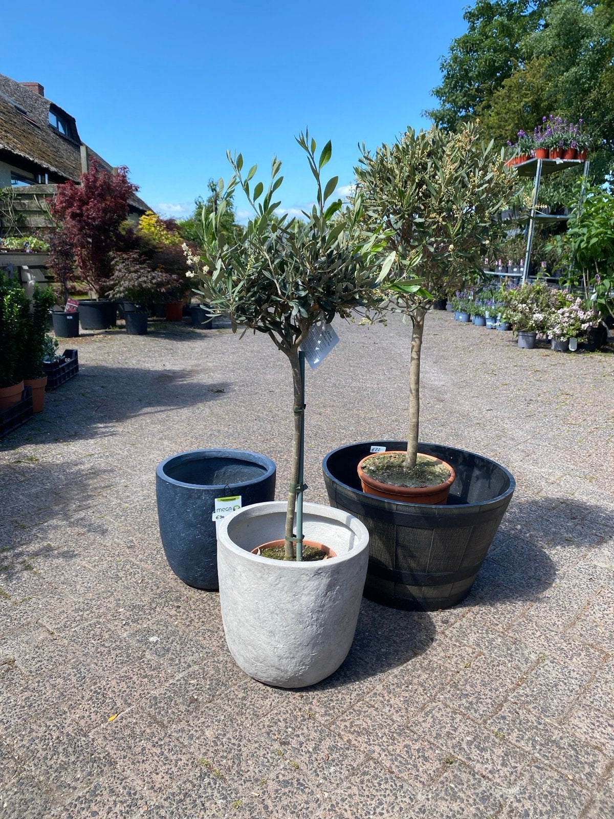 Olijfboompjes met pot in diverse kleuren en maten, Tuin en Terras, Ophalen, Overige materialen, Rond, Nieuw