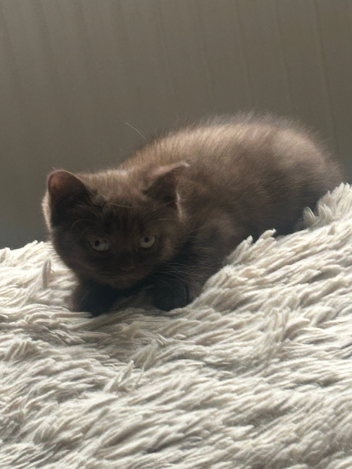 Prachtige Brits Korthaar  Kittens, Meerdere dieren, Met stamboom, 0 tot 2 jaar