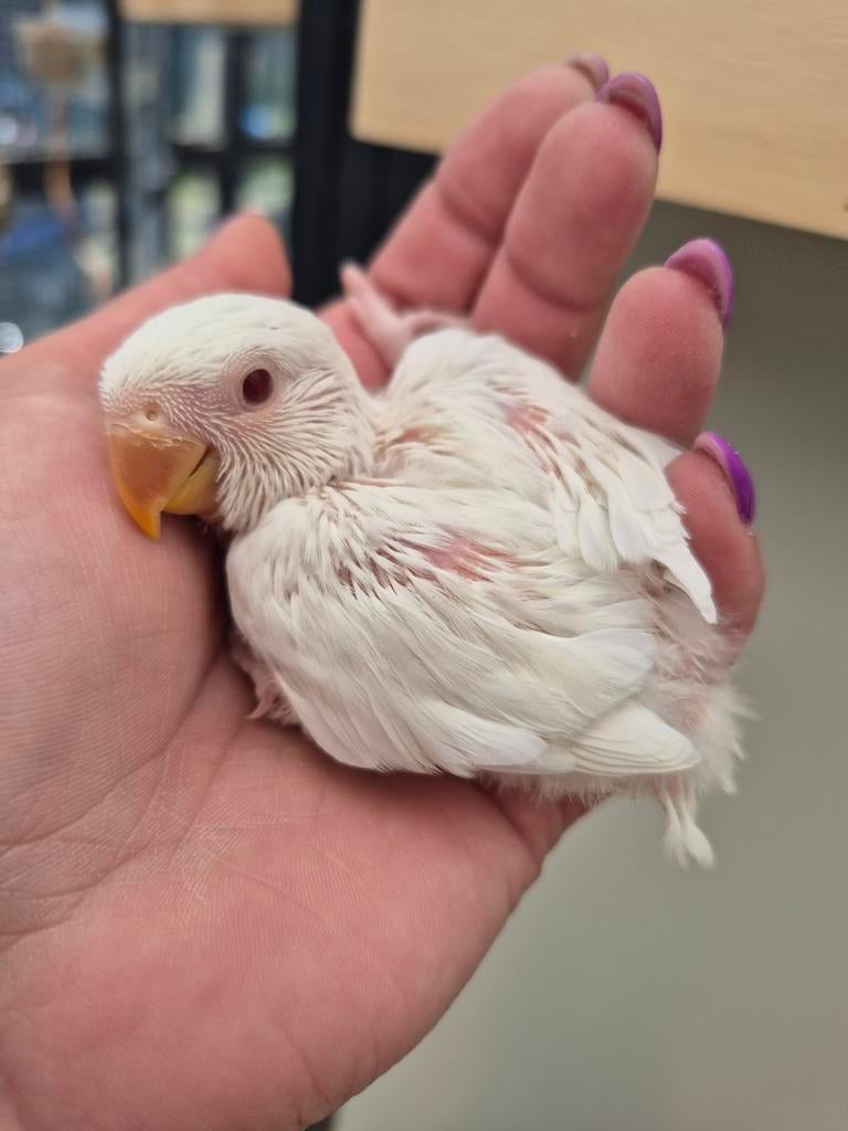Dwergpapegaai agapornis roseicollis kuikens, Dieren en Toebehoren, Vogels | Parkieten en Papegaaien, Meerdere dieren, Dwergpapegaai of Agapornis