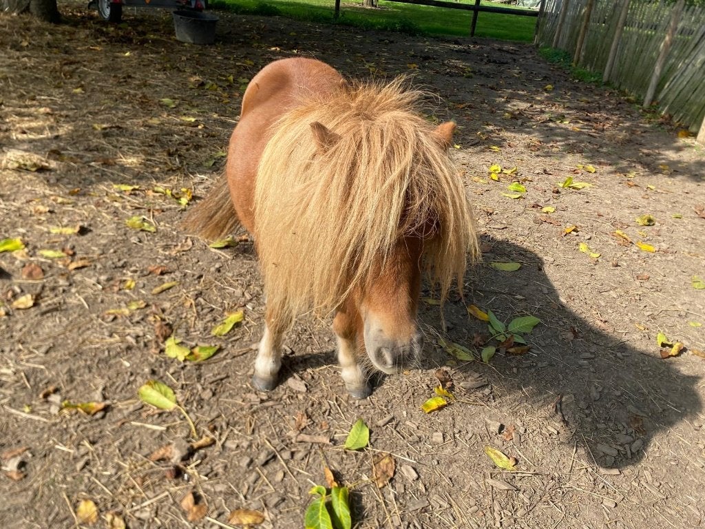 Shetland pony's te koop, Merrie, Met stamboom, A pony (tot 1.17m), 3 tot 6 jaar