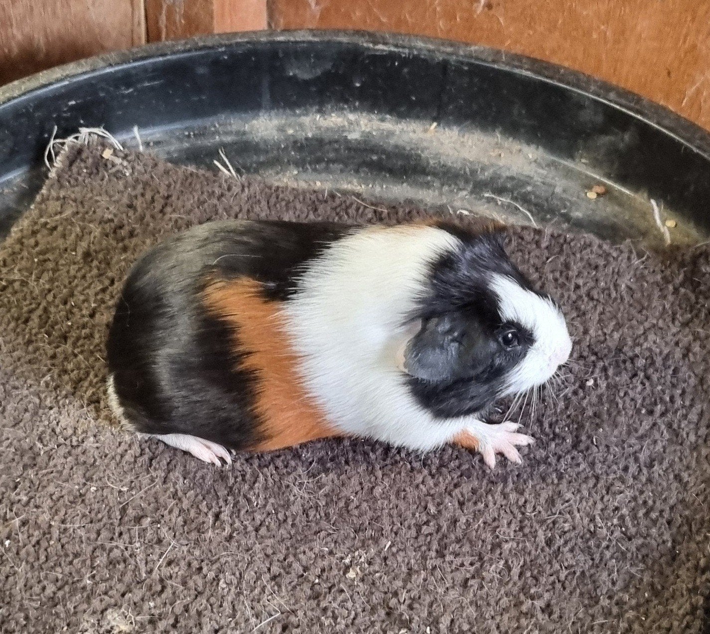 Cavia's raszuiver van showfokker, Cavia, Juni, Vrouwelijk, Tam