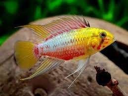 Apistogramma Hongsloi per paar - Koidream Valburg, Vis, Zoetwatervis