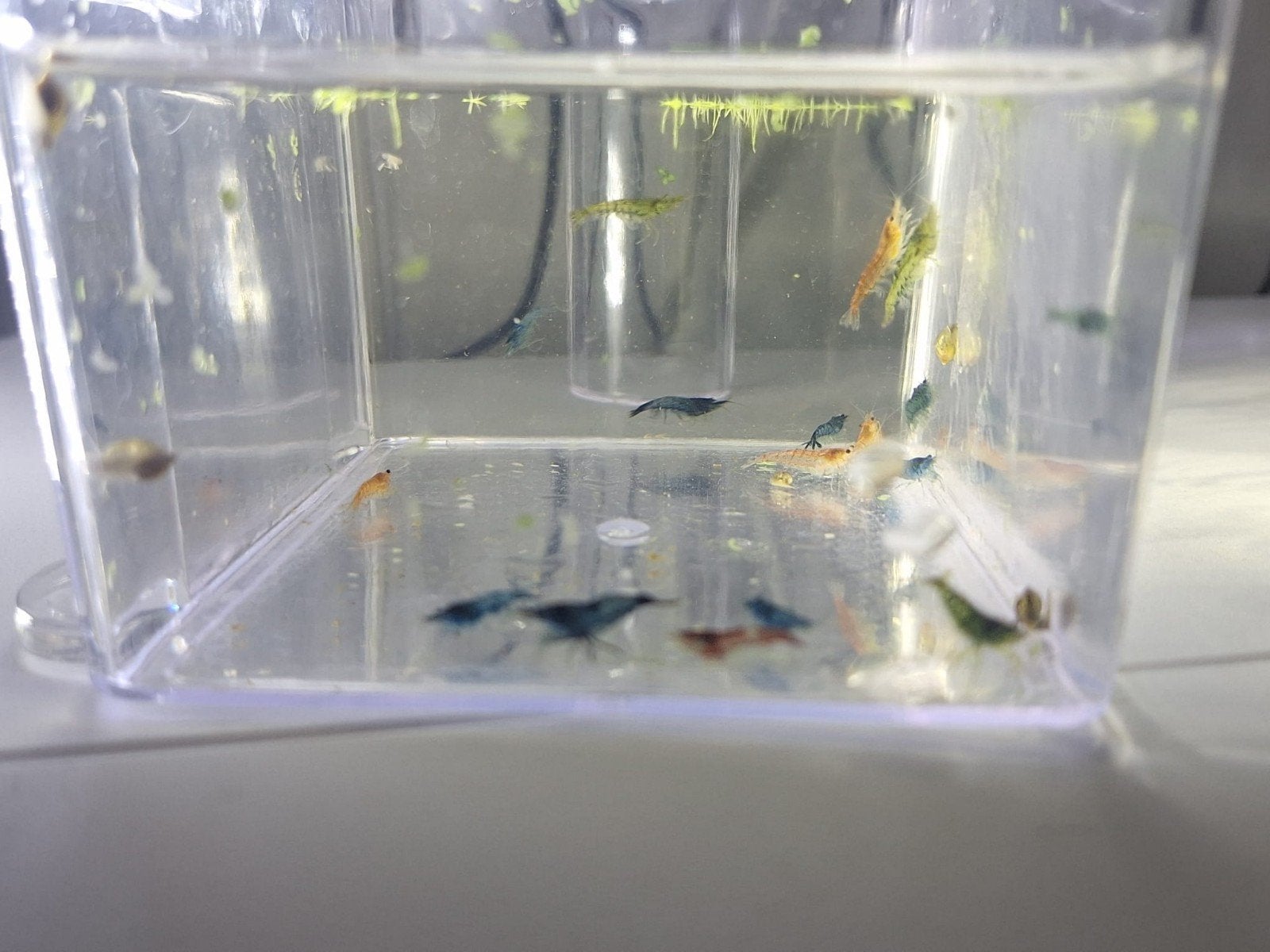Neocaridina Garnalen mix, Kreeft, Krab of Garnaal, Zoetwatervis, Schoolvis