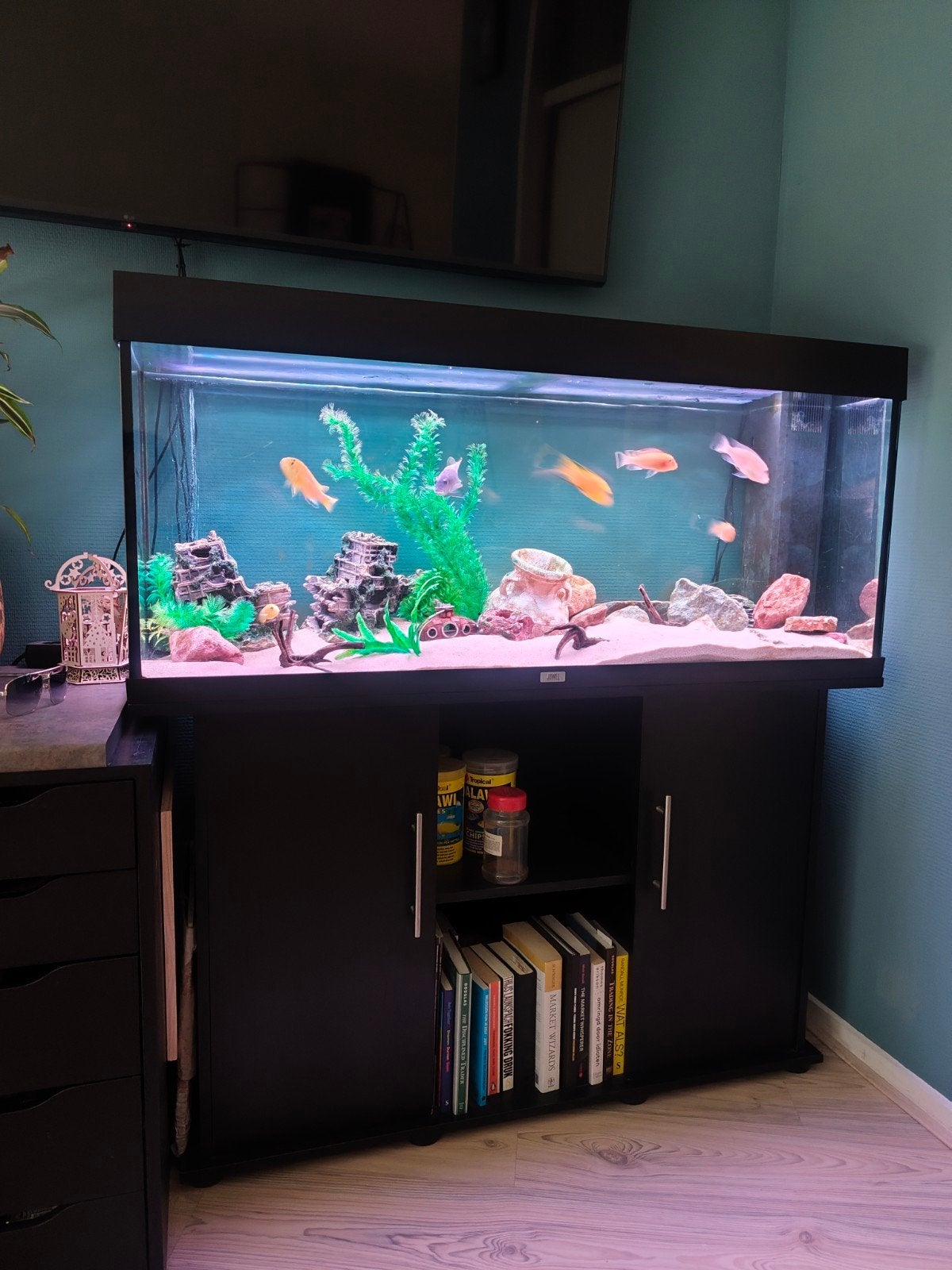 Cichliden visjes zoeken huisje, Dieren en Toebehoren, Vissen | Aquariumvissen, Vis