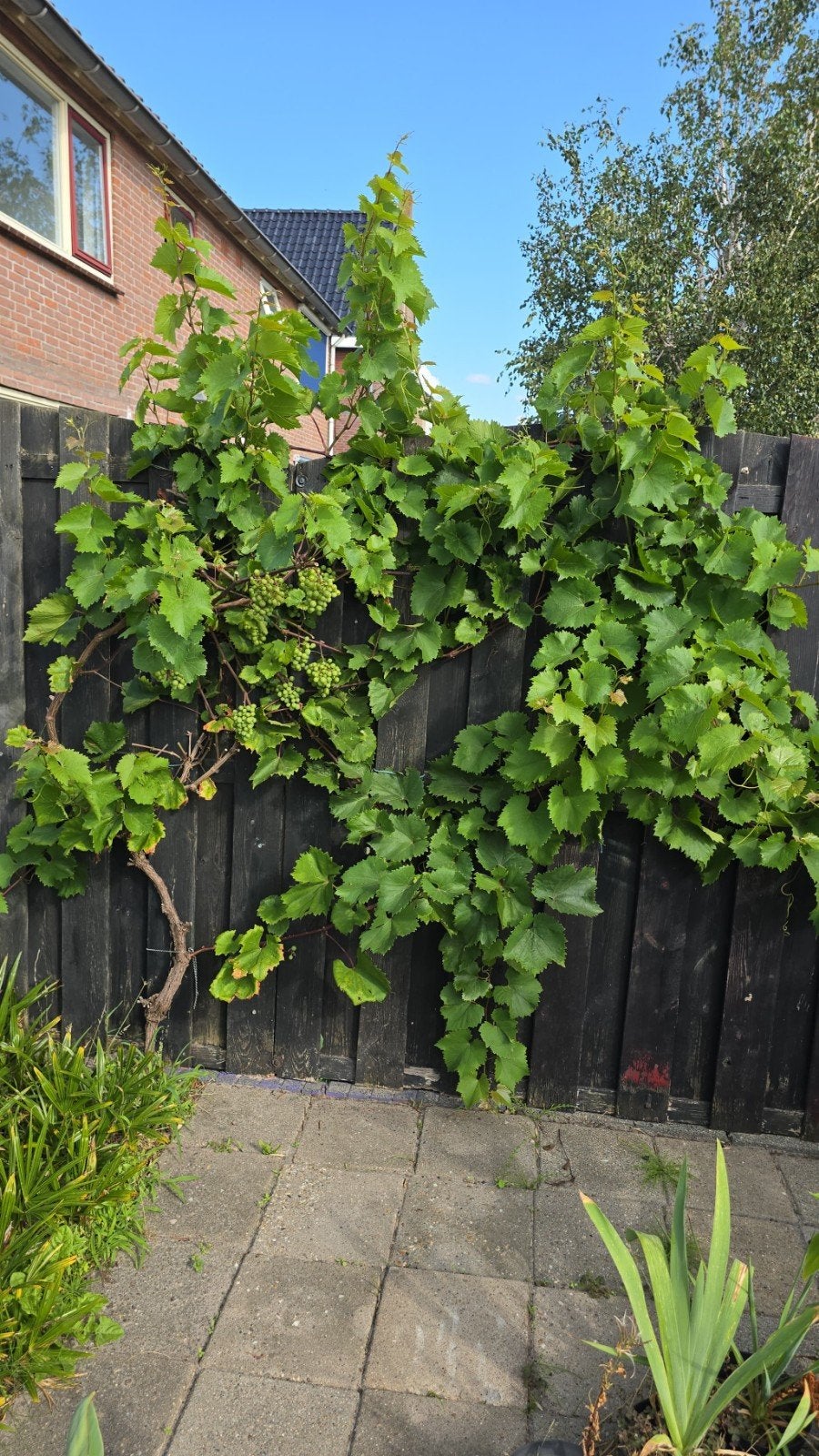 Wijndruif te koop aangeboden!, Overige soorten, Minder dan 100 cm, Zomer, Ophalen