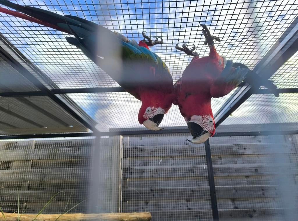 Kweekkoppel groenvleugel ara, Dieren en Toebehoren, Vogels | Parkieten en Papegaaien, Meerdere dieren, Papegaai