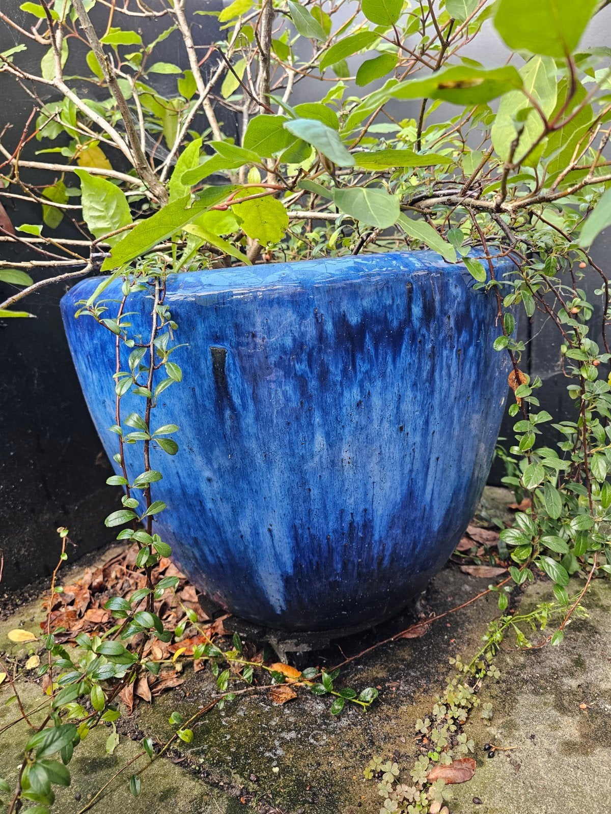 Blauwe bloempot met plant, zo goed als nieuw, Tuin en Terras, Ophalen, 40 cm of meer, Rond, Zo goed als nieuw