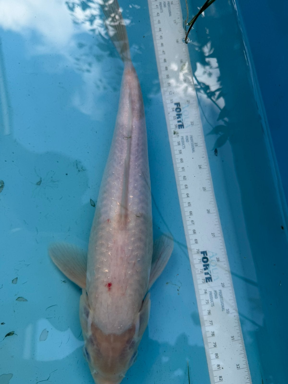 Shiro Bekko koi, Karper of Koi