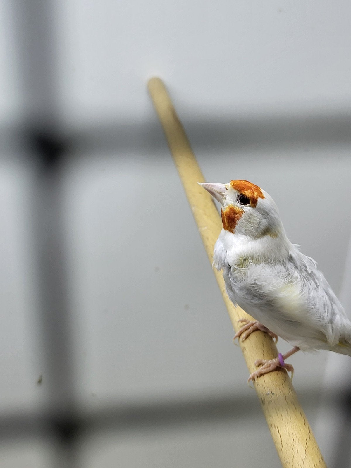 Majoor putter satinet pop, Dieren en Toebehoren, Vogels | Overige Vogels, Vrouwelijk, Wildzangvogel