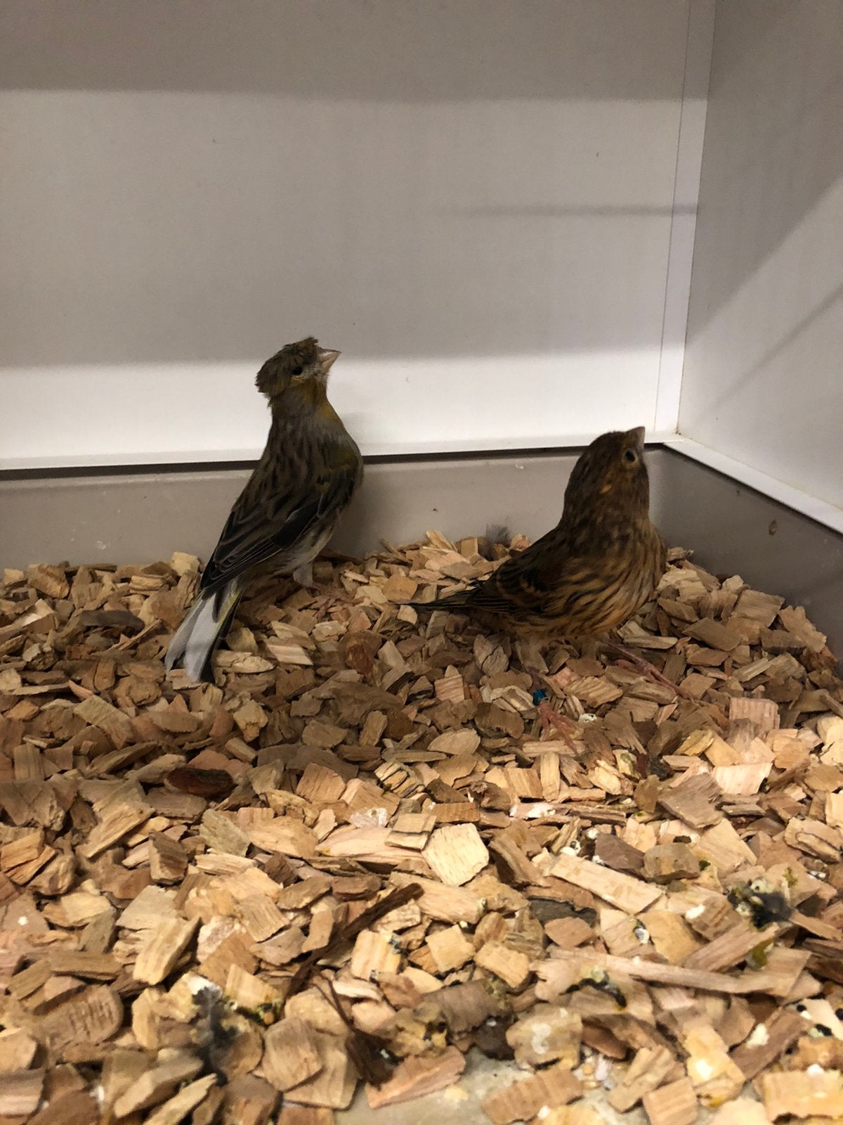 1x1 Harlekijn kanaries, Meerdere dieren, Kleurkanarie