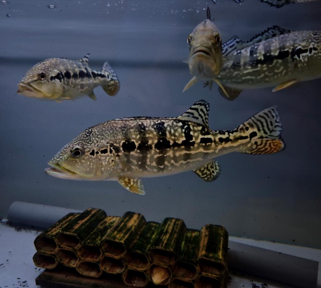 Cichla royal siks cobra snakeskin, Dieren en Toebehoren, Vissen | Aquariumvissen, Vis, Zoetwatervis