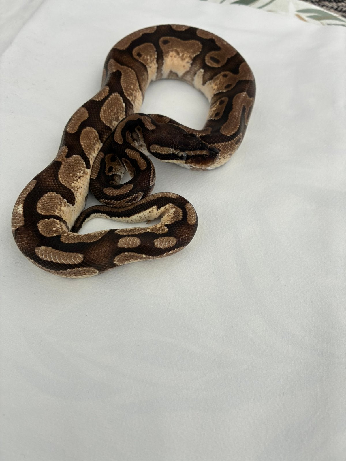 Koningspython 1.0 enchi Ball Python photo 5