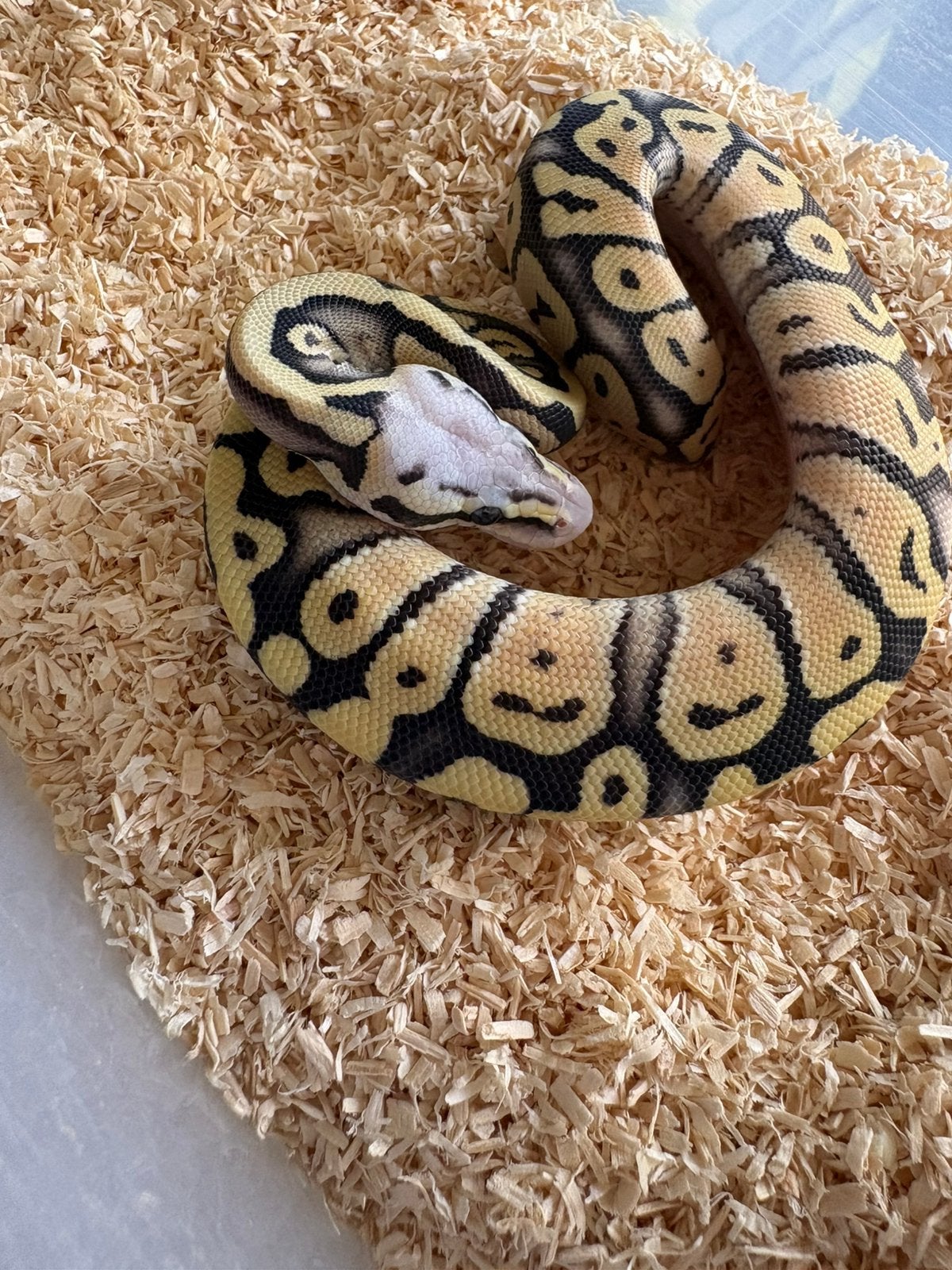 Super Pastel Desert Ghost man koningspython ballpythons Ball Python photo 2