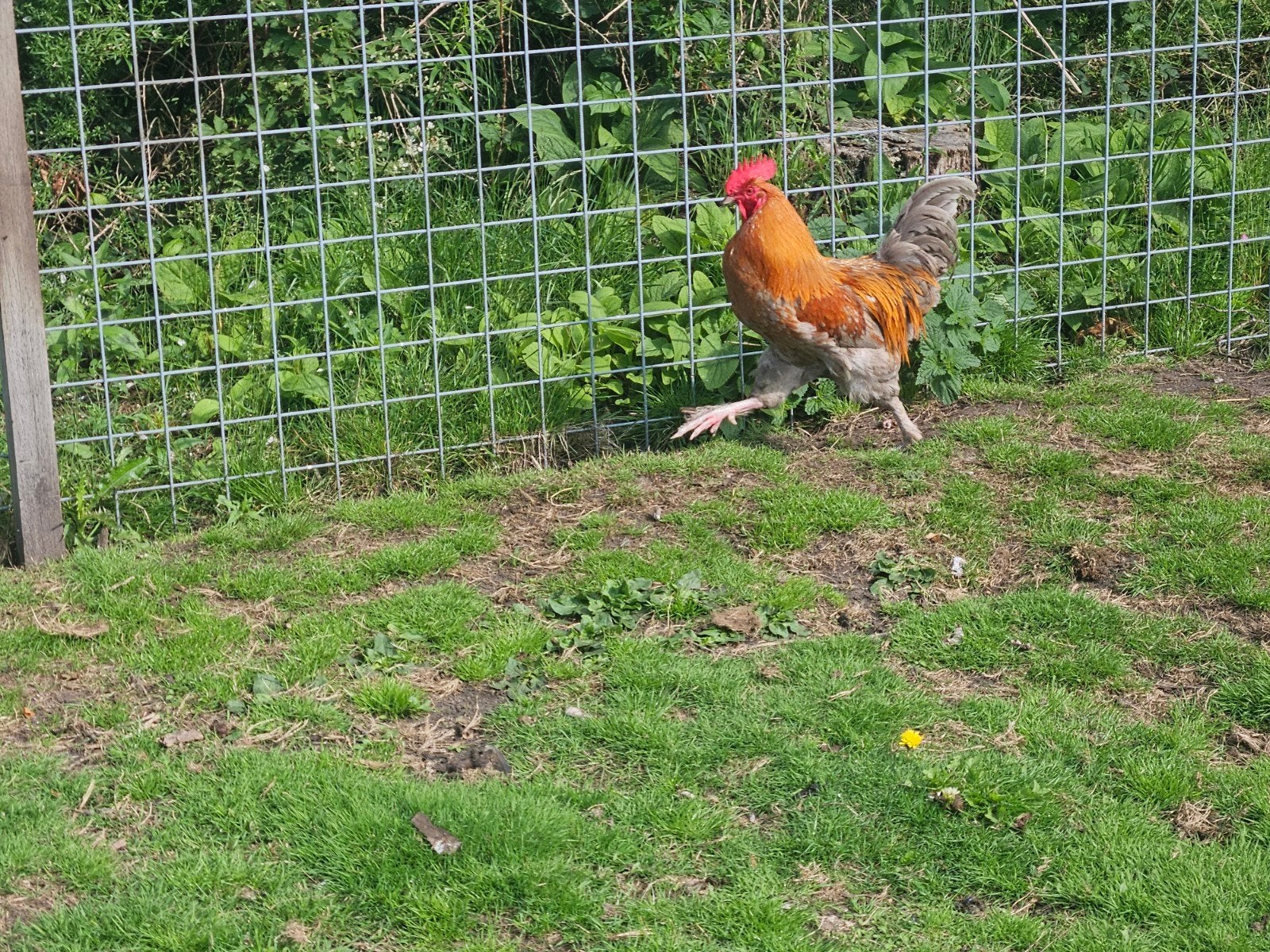 BLAUWE MARANS, Dieren en Toebehoren, Pluimvee, Vrouwelijk, Kip