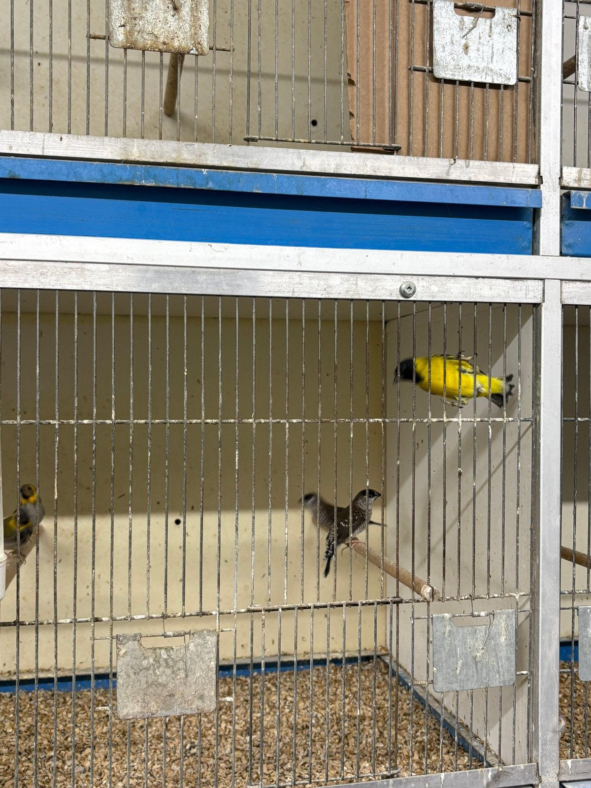 Koppel zwartkop sijzen, Meerdere dieren