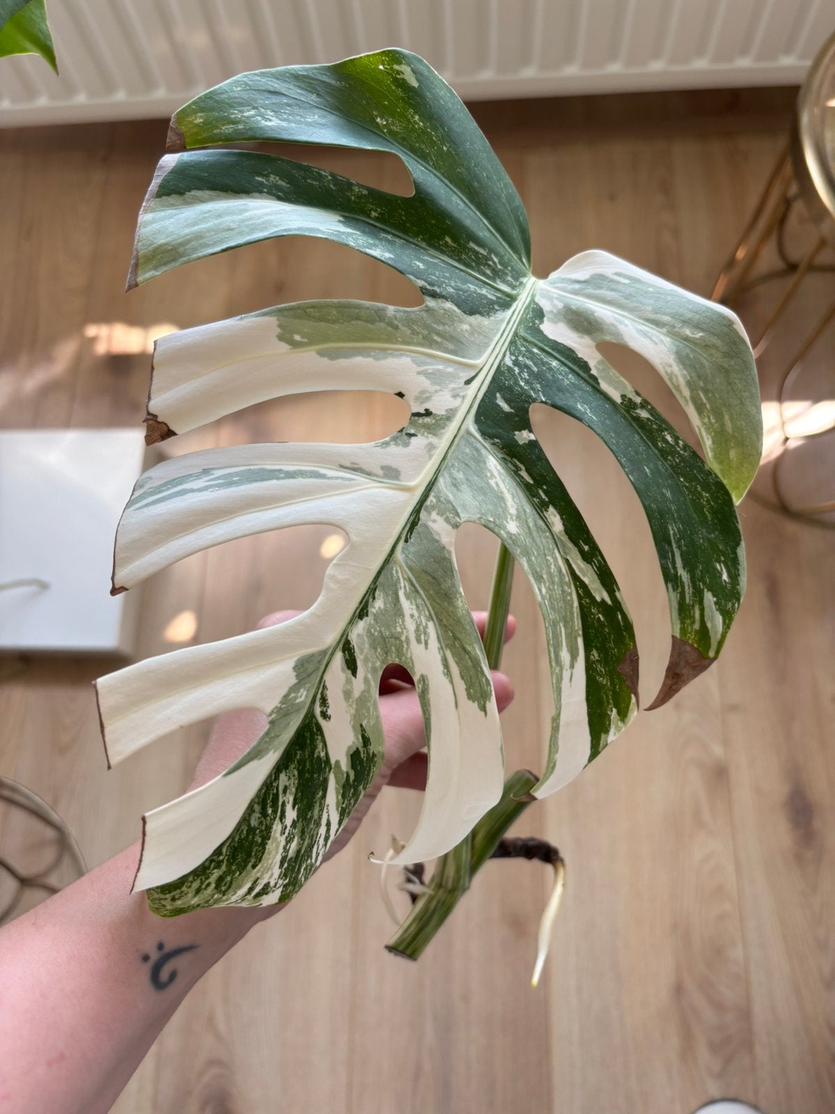 Prachtige gewortelde monstera variegata albo stek, Huis en Inrichting, Kamerplanten, Ophalen of Verzenden, Halfschaduw, Minder dan 100 cm