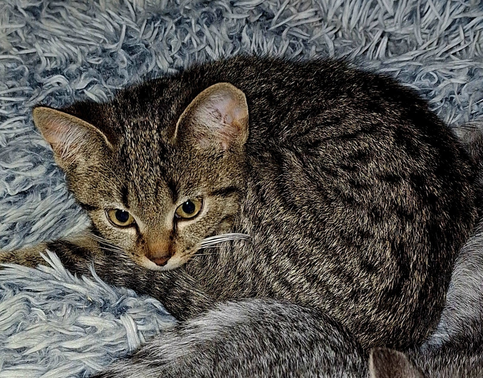 Schattige Kittens, Meerdere dieren