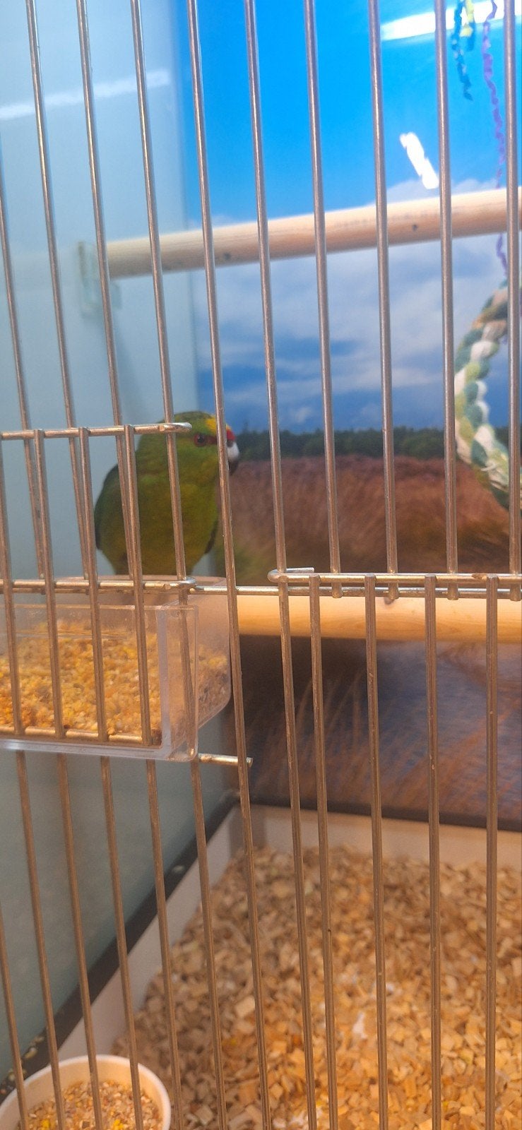 leuk stel kakarikies, Geslacht onbekend, Dwergpapegaai of Agapornis, Geringd