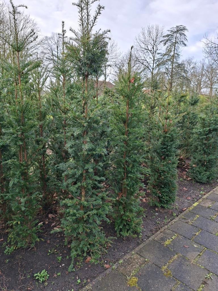 Taxus baccata, Ophalen, Taxus