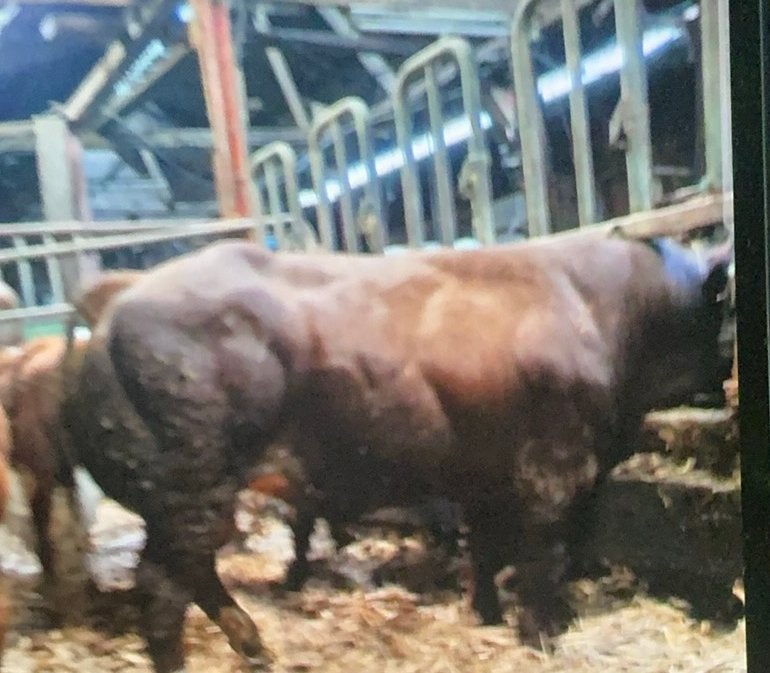Luxe dikbil stier,geboren:17–6-25., Dieren en Toebehoren, Mannelijk