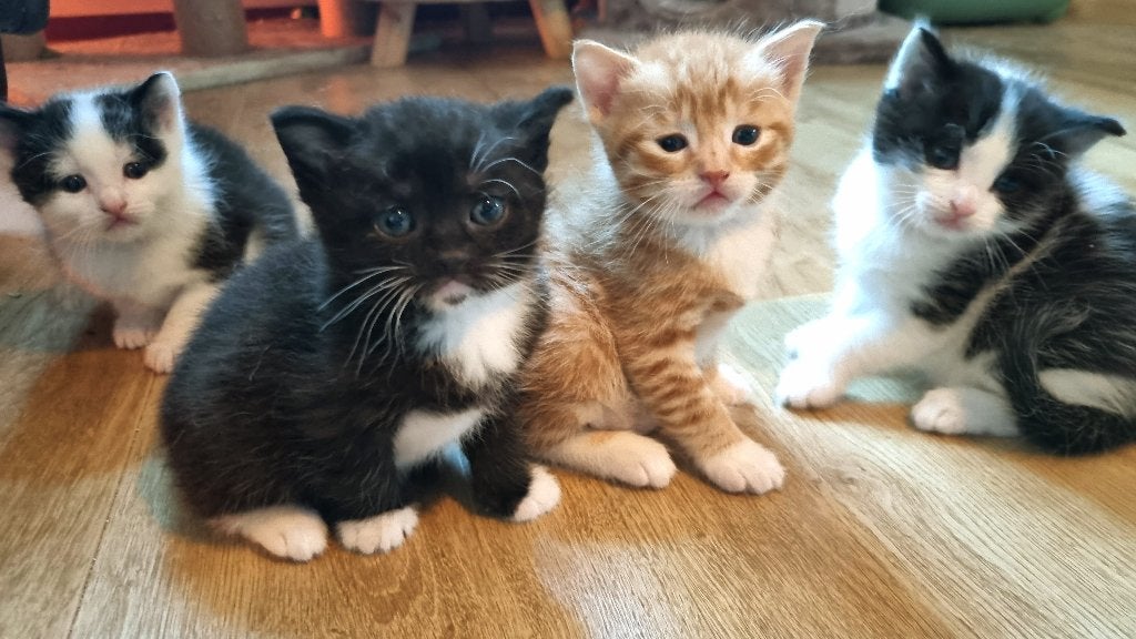 4 Prachtige kittens te koop, Meerdere dieren, Kortharig, 0 tot 2 jaar