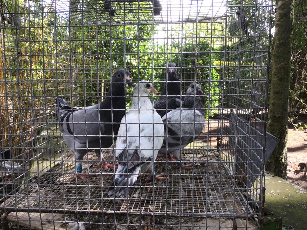 Jonge postduiven, Dieren en Toebehoren, Meerdere dieren, Postduif