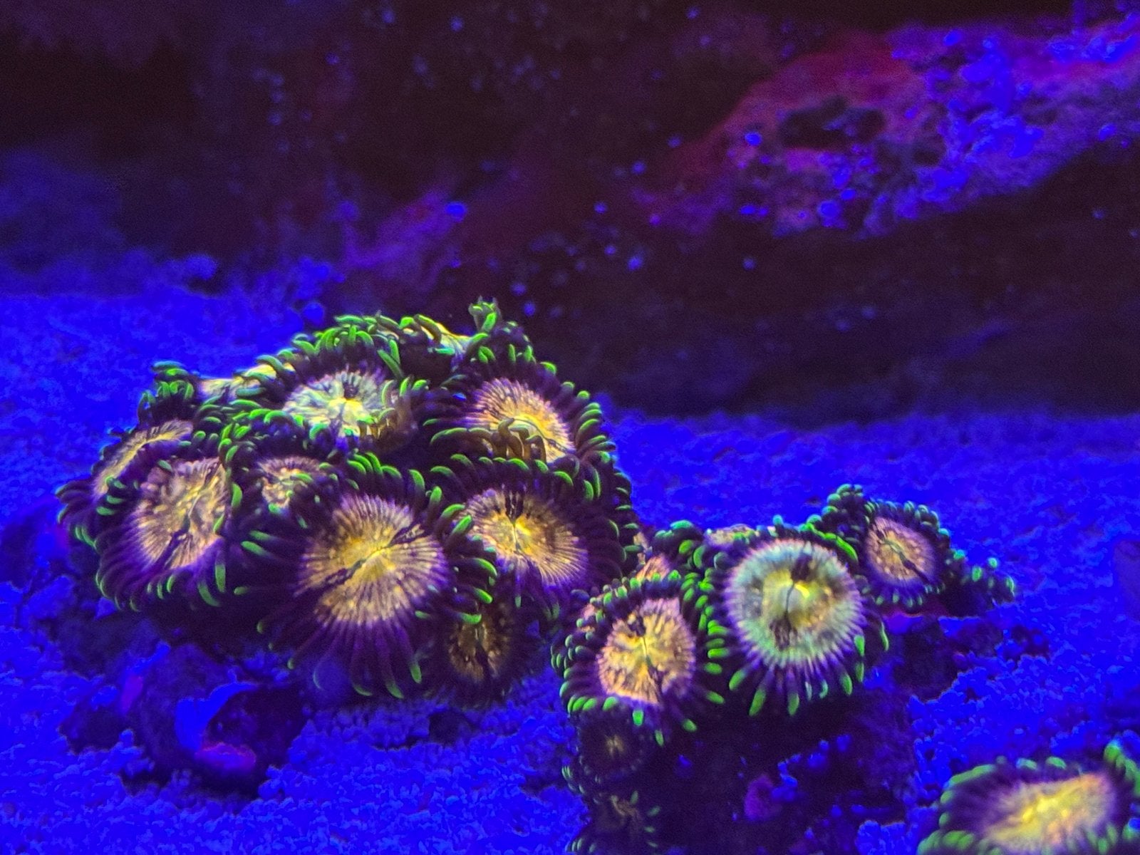 Zoanthus, Overige typen, Zoutwatervis