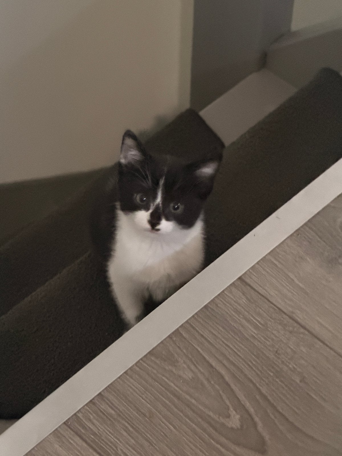 Kittens te koop, Meerdere dieren