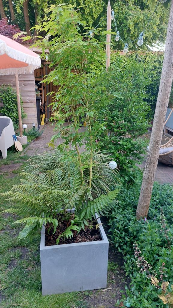 3 delige set plantenbakken inclusief bamboe, Tuin en Terras, Bloeit niet, Halfschaduw, 100 tot 250 cm, Overige soorten