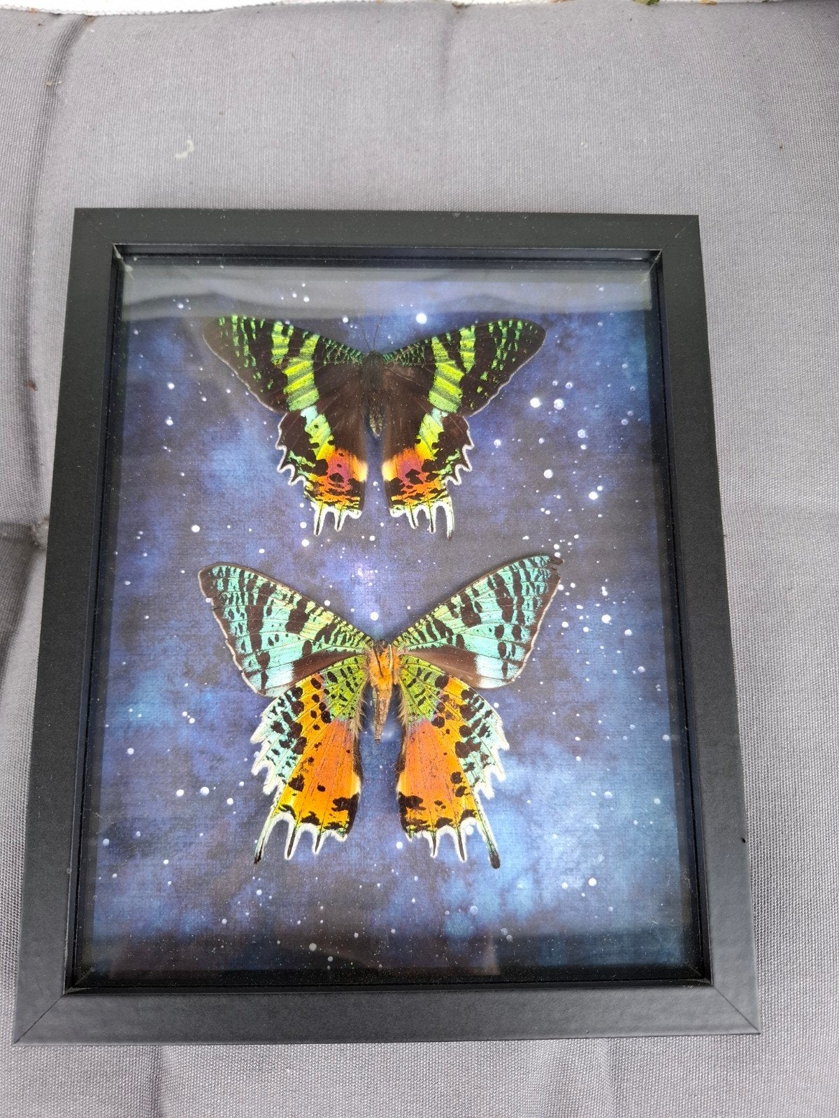 Kleurige mot in mooie lijst., Ophalen of Verzenden, Zo goed als nieuw, Insect, Opgezet dier
