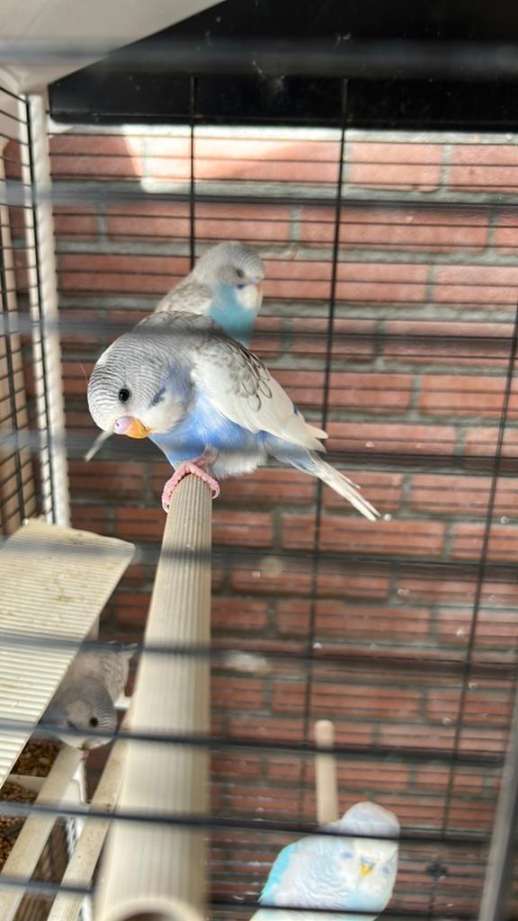 Parkieten. Poppen en mannen, Dieren en Toebehoren, Vogels | Parkieten en Papegaaien, Meerdere dieren, Parkiet
