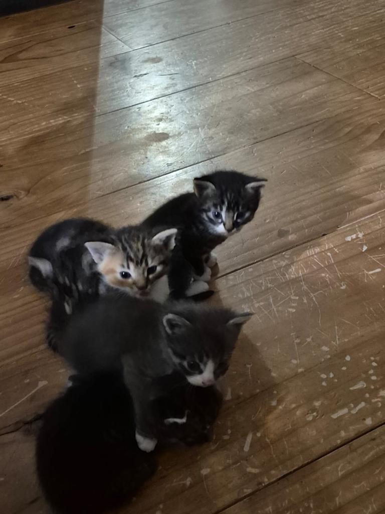 Boerderij kittens, Dieren en Toebehoren, Meerdere dieren